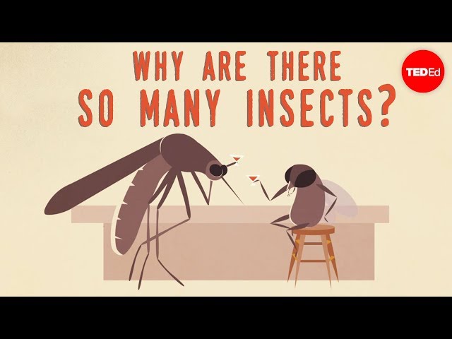 Why are there so many insects? - Murry Gans