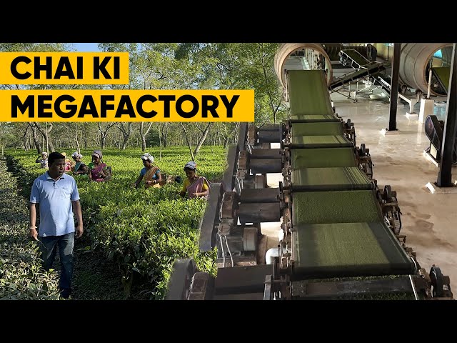 Chai ki Mega Factory in Assam | 6