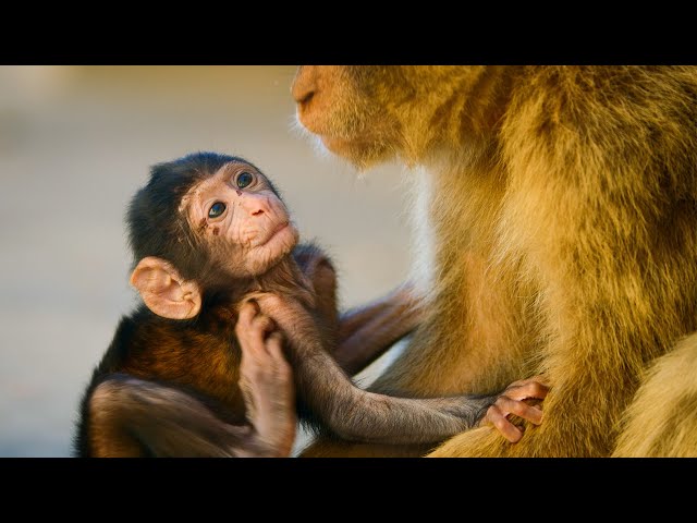 Infant Macaque Kidnapped | 4K UHD | Seven Worlds One Planet | BBC Earth