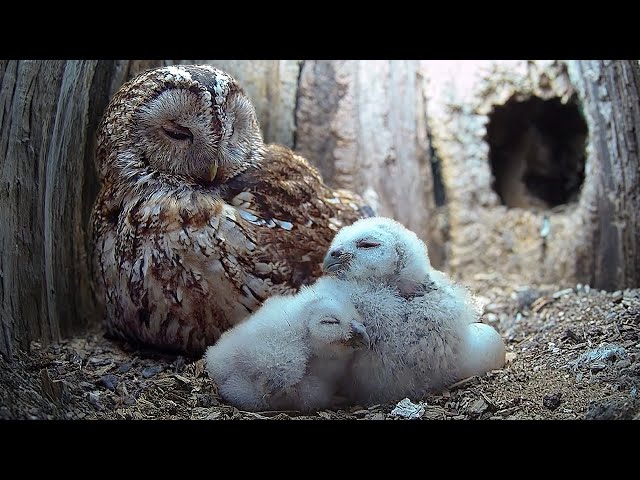 Tawny Owls So Caring With Long Awaited Chicks | Luna & Bomber | Wild Lives | Robert E Fuller