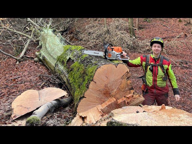 Kácení 12 m³ buku v havarijním stavu 🌳 Stihl ms 462 a 45cm lišta