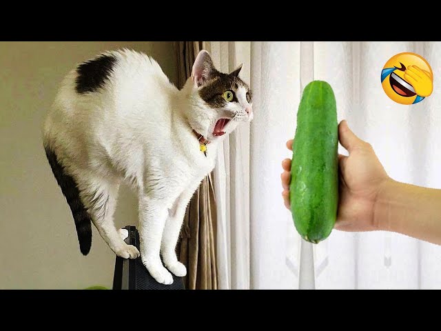 New Funny Animals 2024 😄 Funniest Cats and Dogs Videos 😻🐶 Part 4