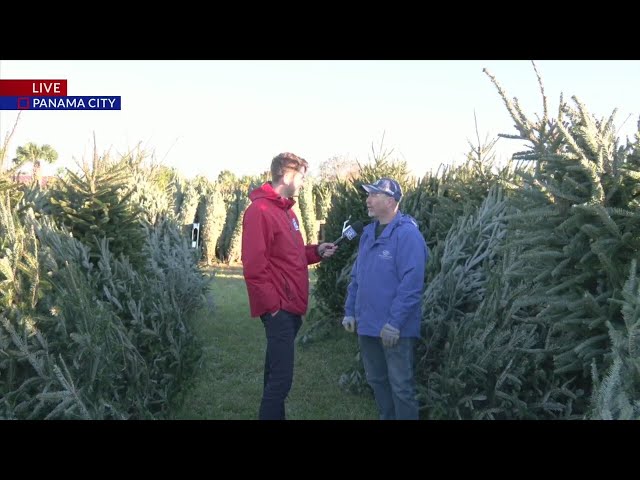 Christmas tree lot opening this weekend in Panama City