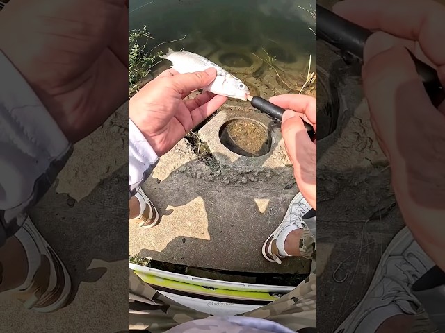 This man caught fish using his gadget. #shortsvideo