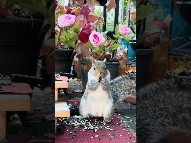 So darn cute // ASMR #squirrelantics #cuteanimal #squirreldiaries #squirreleating #asmr