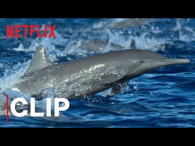 Our Planet | Spinner Dolphins | Clip | Netflix