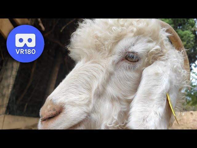 Angora goat | VR180 3D