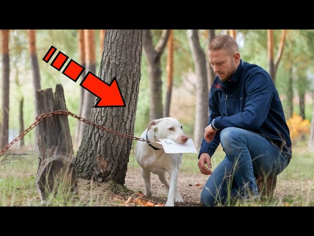 A dog abandoned in the forest was holding a strange letter. After reading it, the old man began to c