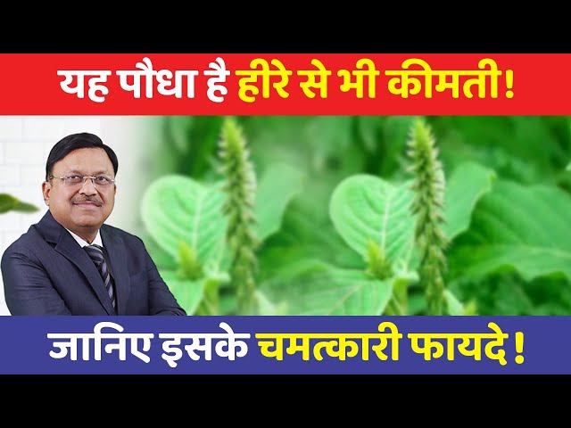 दवाइयाँ भी बेअसर इस चमत्कारी पौधे के आगे! | Benefits of Apamarg (chirchita) | Dr. Bimal | SAAOL