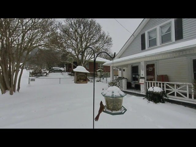 Stand in the snow watching birds 180 3D SBS VR