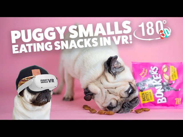 Cute Dog Puggy Smalls eating snacks in 3D VR 180º (best viewed in a VR headset)