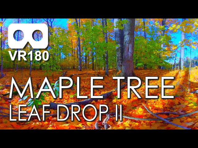 Maple Tree Leaf Drop II: The Annual Autumn Spectacle Of Maple Leaves Falling