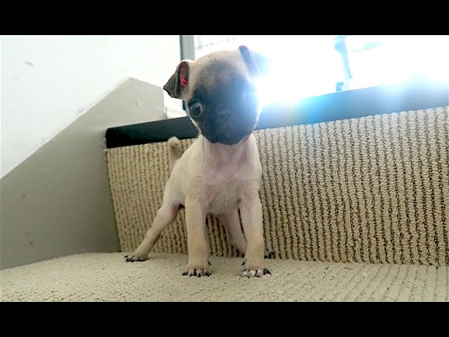 BABY PUG BARKED AT ME FOR THE FIRST TIME!!!