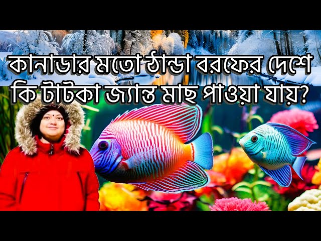 উওর আমেরিকা মহাদেশের কানাডার মতো ঠান্ডা বরফের দেশে কি টাটকা জ্যান্ত মাছ পাওয়া যায়?