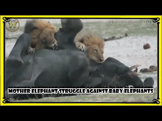 Mother elephant struggle against baby elephants/Animal Planet/bbc earth/Nat Geo Will/Wildlife/Nature