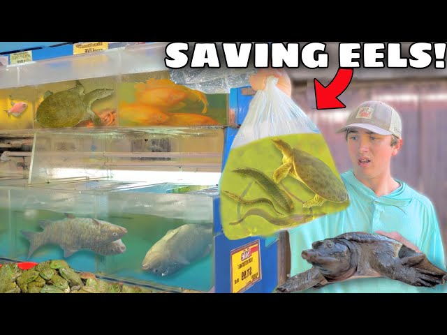 SAVING LIVE TURTLES and EELS From FOREIGN FOOD MARKET!