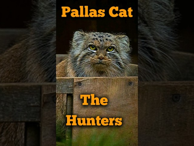 Unique History of The Pallas Cat #shorts #ytshorts #motivation #education