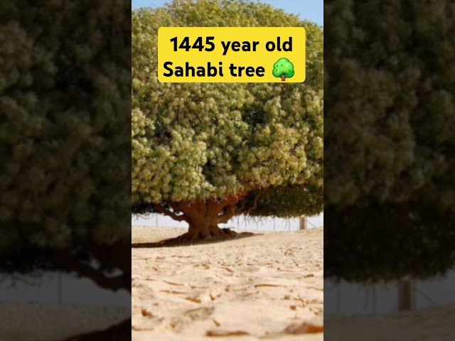 sahabi tree 1445 year old tree 🌳 #shorts #facts #shortsfeed #islamic status #Islamichistory