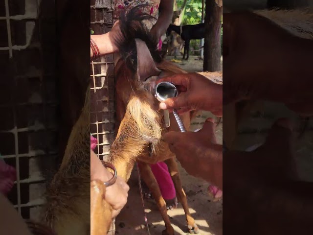 Goat 🐐 Artificial insemination (AI)