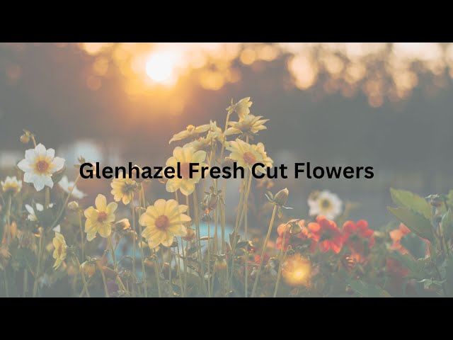 Florist Idols: Glenhazel Fresh Cut Flowers