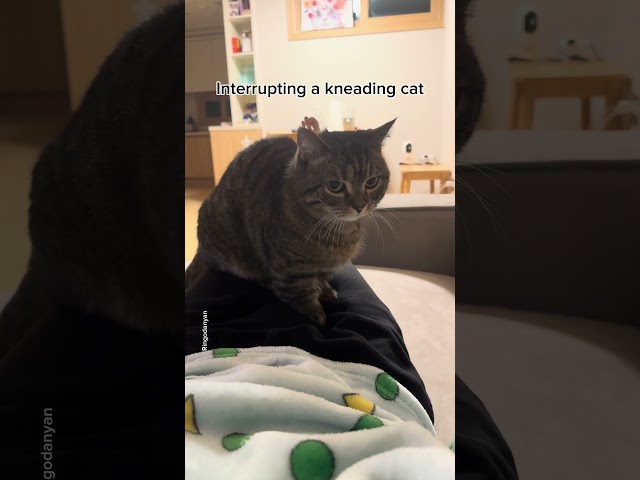 Interrupting a kneading cat, but still can't stop! #shorts #funny #cat