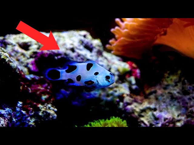 Watch this Video *BEFORE* you Start a Bare Bottom Reef