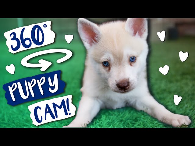 Cute Puppies Playing 360 VR Experience