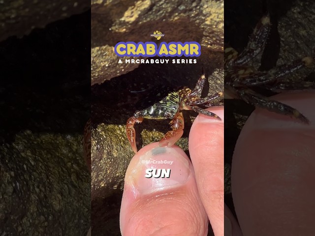 Sounds from CRAB PEDICURE  | Crab ASMR Sounds 🤯🦀🦶✨ #shorts