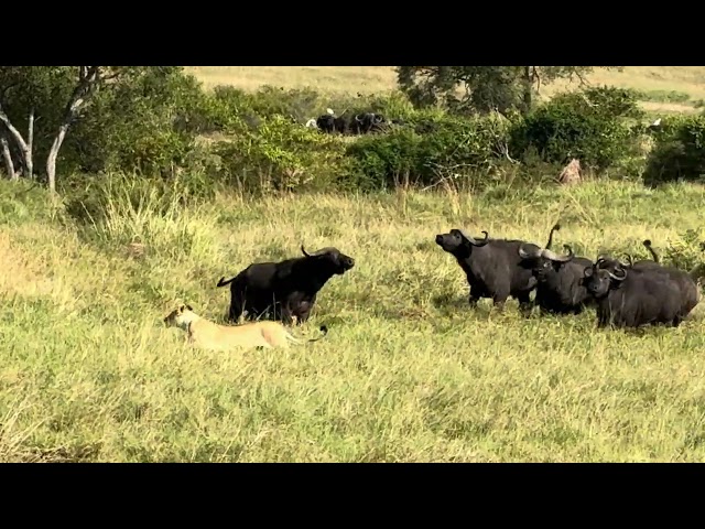 Lion vs Buffalo