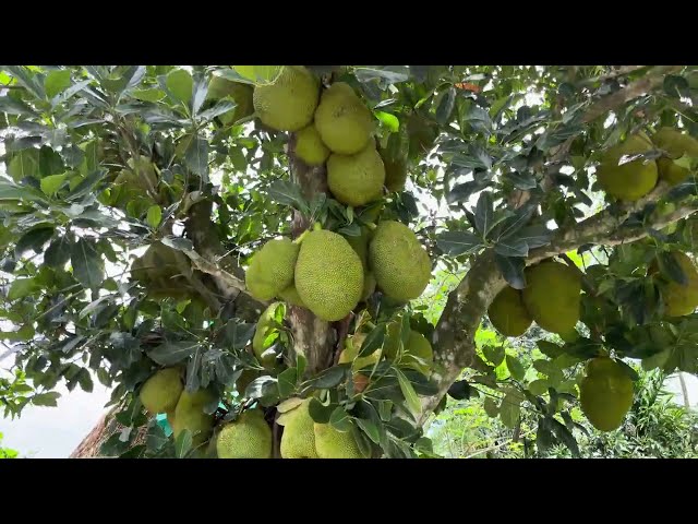 Jackfruit Tree at Village | Fruit at Nature | Royalty free stock video footage - No copyright | 4k