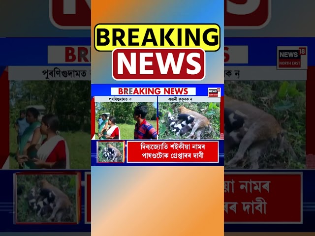 Puranigudam | জীৱশ্ৰেষ্ঠৰ নৃশংসতাৰ বলি এজনী কুকুৰ | Assamese News #shorts 21/11/24