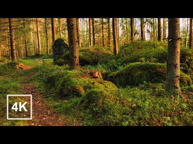 Forest Walk in Finland | Relaxing Nature Sounds for Sleep, Background Ambience, 4K ASMR