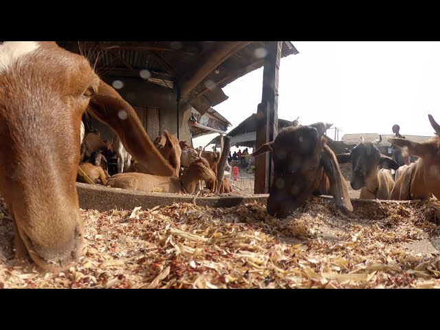 With(in) - 360 Goat market - Eket, Nigeria