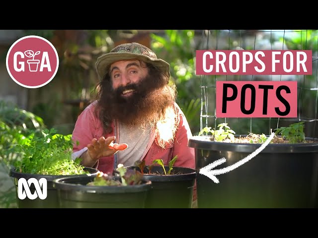 Vegie Crops That Thrive in Pots | Growing Fruit and Veggies | Gardening Australia