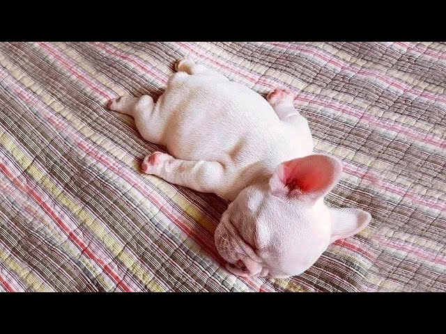 Funny animals - Funny cats and dogs - Funny animal videos 2022 🤣