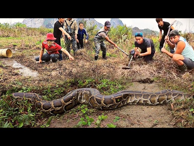 Group of Young People Who Was Fishing Was Suddenly Attacked By One Giant Snakes