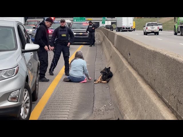 WATCH: Good Samaritan saves German Shepherd found on westbound I-94