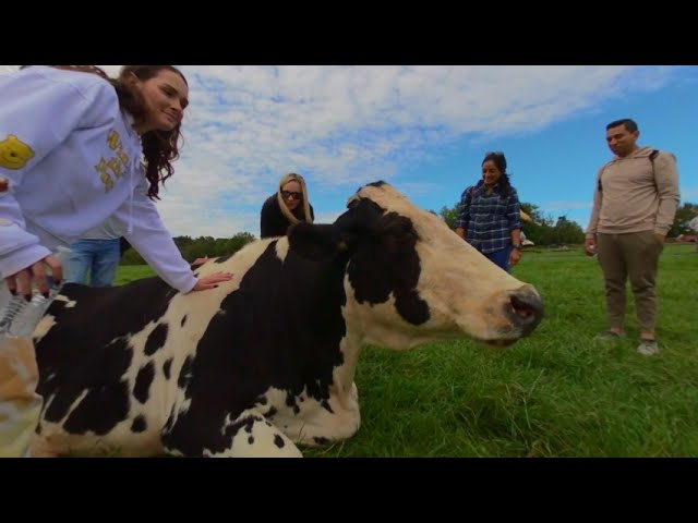 Animal Visit at Poplar Spring Animal Sanctuary 2022 3D 180 VR