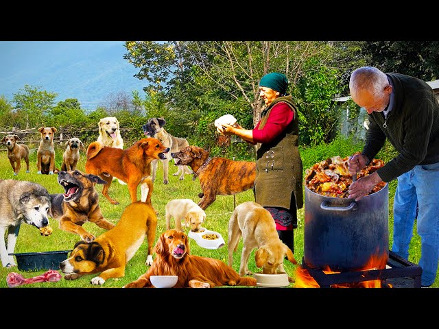 Sweet Grandma and Grandpa Made Dog Food | Caring for Homeless Dogs