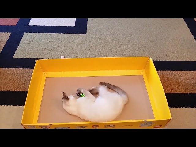 Kitten Plays With Toys Inside Cardboard Box - 1536812