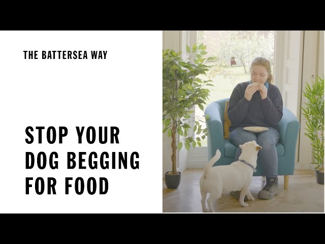 Stop Your Dog Begging For Food | The Battersea Way