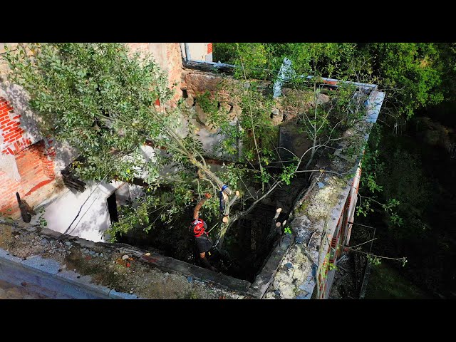 Expert removes dangerous tree growing INSIDE this abandoned chateau ruin