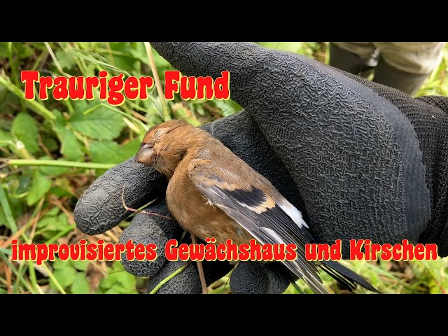 EP 05 - Trauriger Fund, improvisiertes Gewächshaus und Kirschen