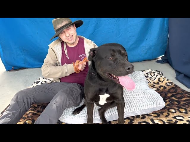 A5527137 Ace | Labrador Retriever