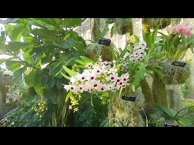 Missouri Botanical Garden Orchid Show 2023