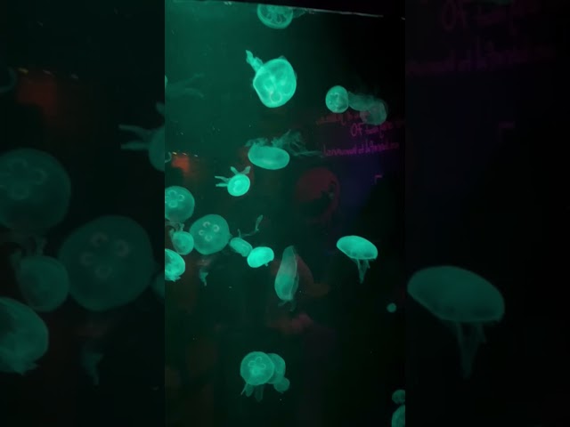 Jellyfish dangerous but look beautiful #youtubeshorts #Jellyfish # seawater #natural #viralvideos