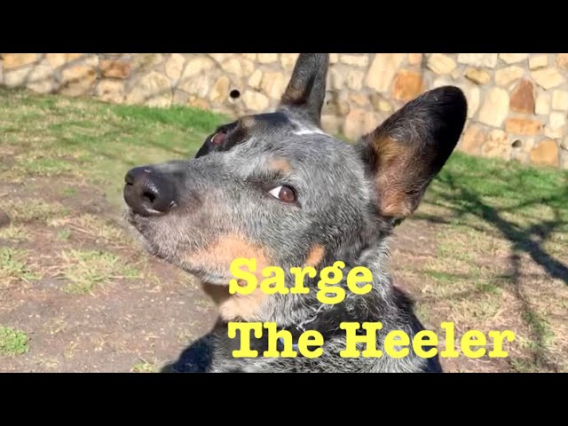 Blue Heeler Sarge:  Smartest Heeler since Skidboot