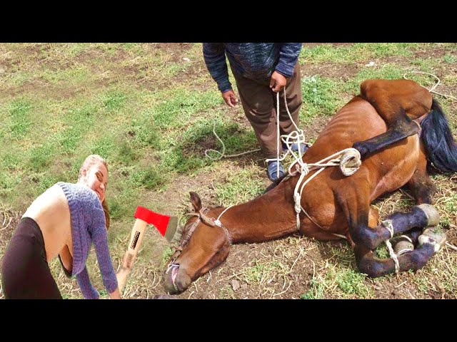 HORRIBLE Hoof Smell Fixed! Farm Horse 2024 HOOF Restoration Success