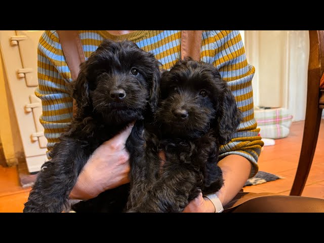 Puppies Morning Routine | Clean With Kate #puppies #cleanwithkate #morningroutine #laundryroutine