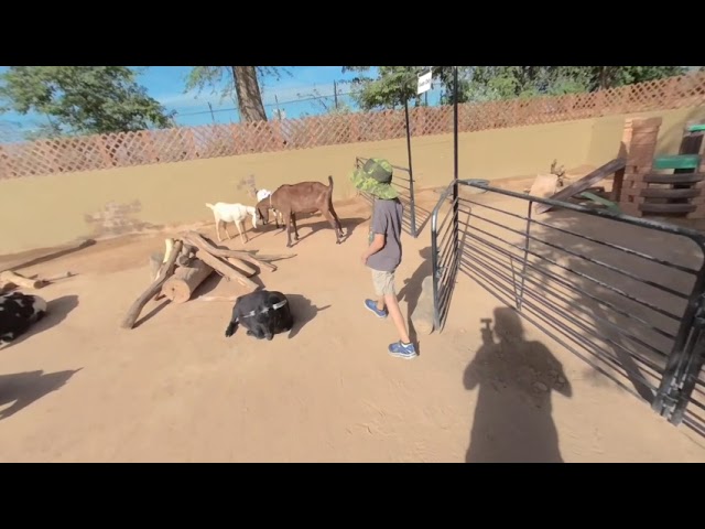 Phoenix Zoo petting zoo 180vr